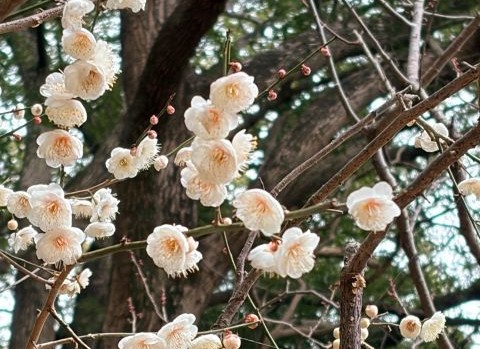 ���̎ʐ^���N���b�N����Ɗg�債�܂�